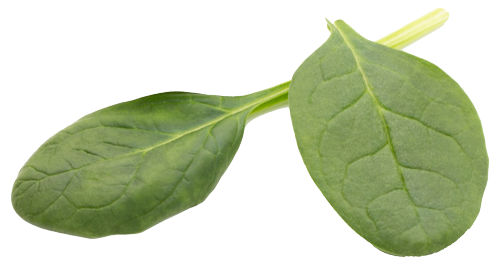 hojas de espinacas